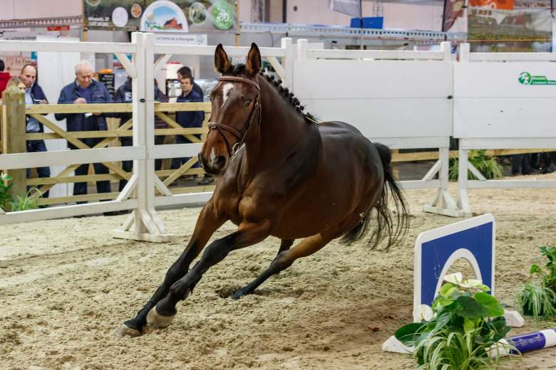 brussels-livestock-show-plans-comeback-in-2027